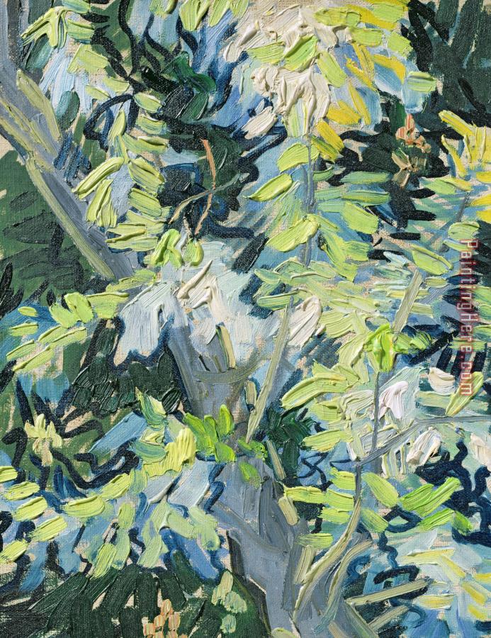 Vincent van Gogh Acacia In Flower